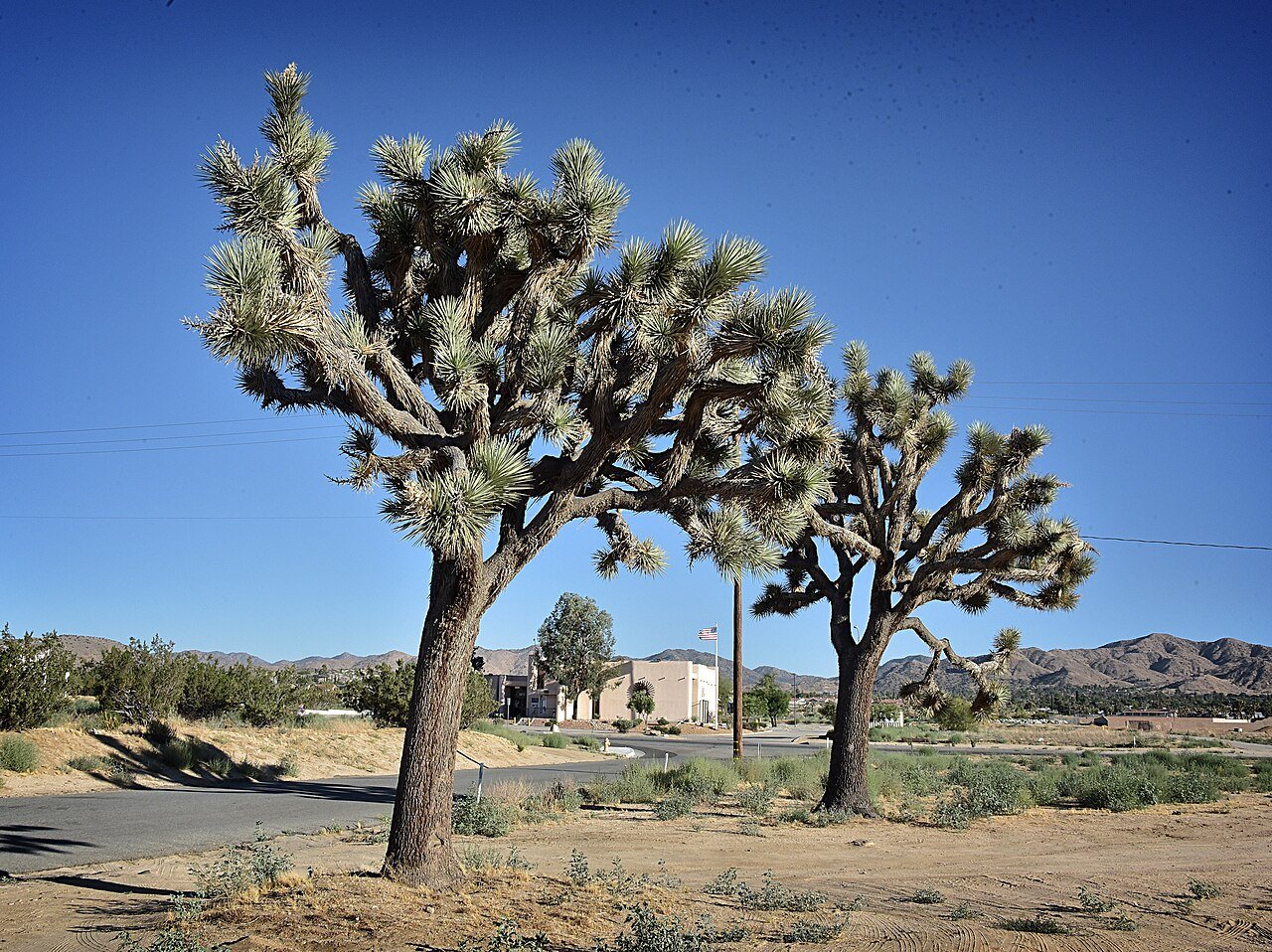 Joshua trees and desert landscape in Yucca Valley, California